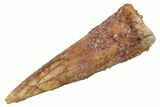Baby Spinosaurus Tooth - Real Dinosaur Tooth #235057-1